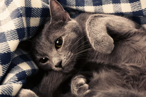 Gatto su coperta primo piano — Foto Stock