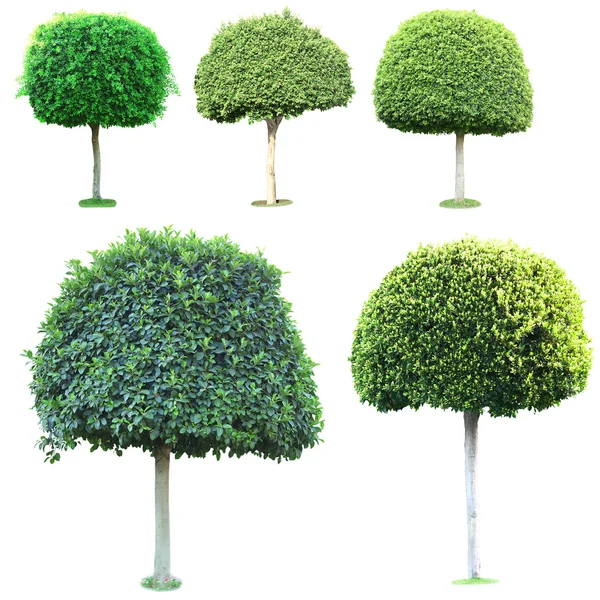 Collage of green trees — Stock Photo, Image