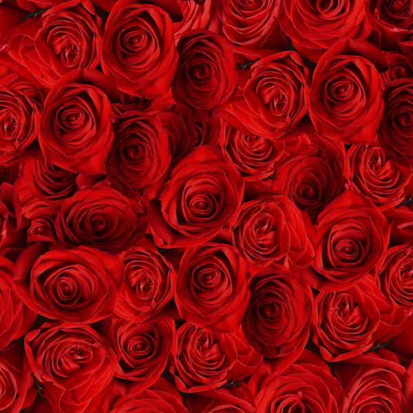 Vackra röda rosor bakgrund — Stockfoto