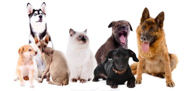 Sevimli hayvanlar üzerinde beyaz izole kolaj