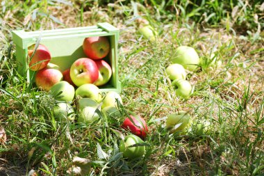 Ahşap kutusunda dışarıda çimenlerin üzerinde Sulu elmalar