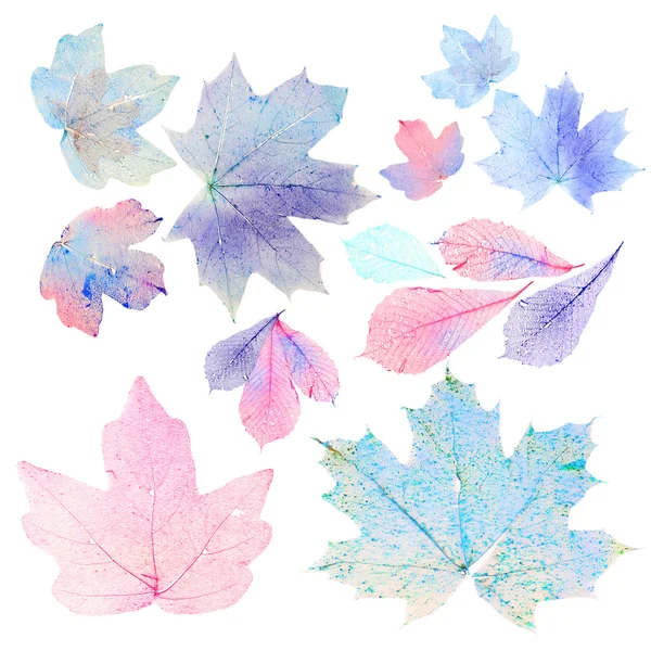 Transparent leaves on white — Stock Photo, Image