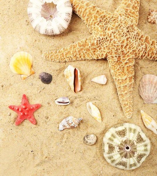 Mušle na písku, detail — Stock fotografie
