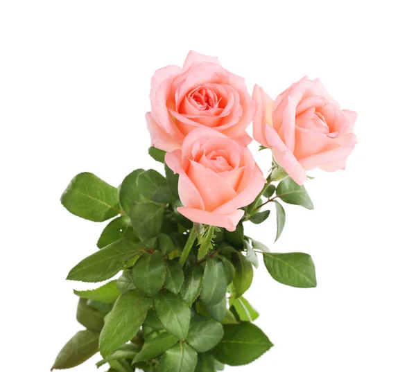 Lindas rosas, isoladas em branco — Fotografia de Stock