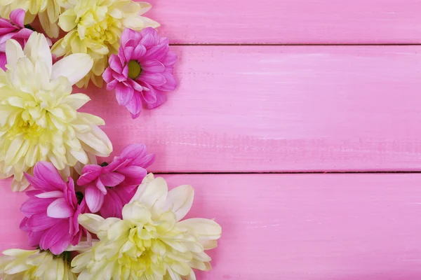 Chrysanthemum blommor — Stockfoto