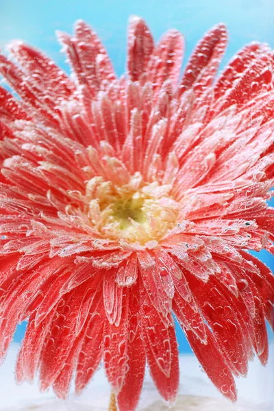 Bellissimo fiore in acqua frizzante — Foto Stock