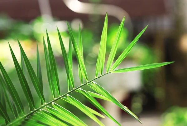 Grüne Blätter im Garten — Stockfoto