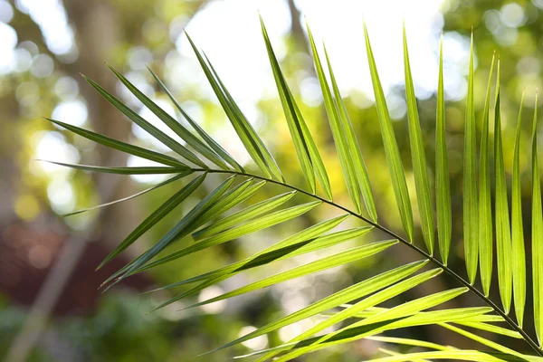 Folhas verdes — Fotografia de Stock