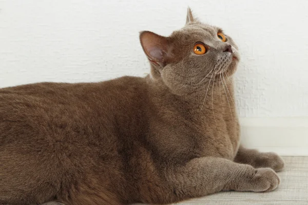 British Short hair cat — Stock Photo, Image