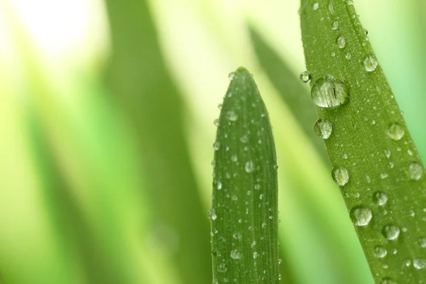 Grass with dew drops — Stock Photo, Image