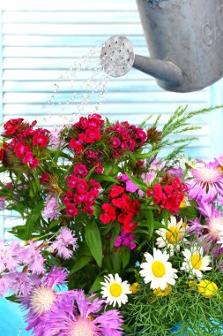 Water can watering flowers on wooden background clipart