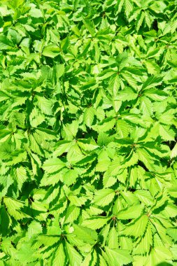 açık havada ağaç üzerinde güzel bahar yaprak