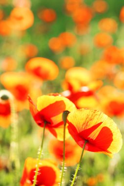 Baharda güzel kırmızı gelincik çiçekleri olan çayır.