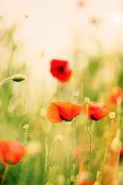 Poppy bloemen, buitenshuis — Stockfoto