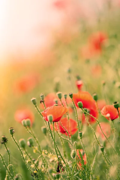 Цветы мака, на открытом воздухе — стоковое фото