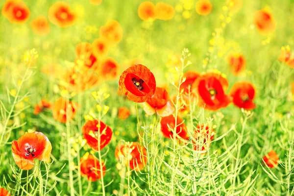 Prado con hermosas flores de amapola de color rojo brillante en primavera — Foto de Stock