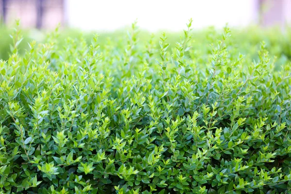 Beautiful green bush close up — Stock Photo, Image