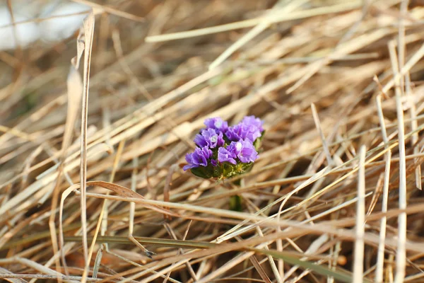 Purple wildflower in hay, close-up — Stock Photo, Image