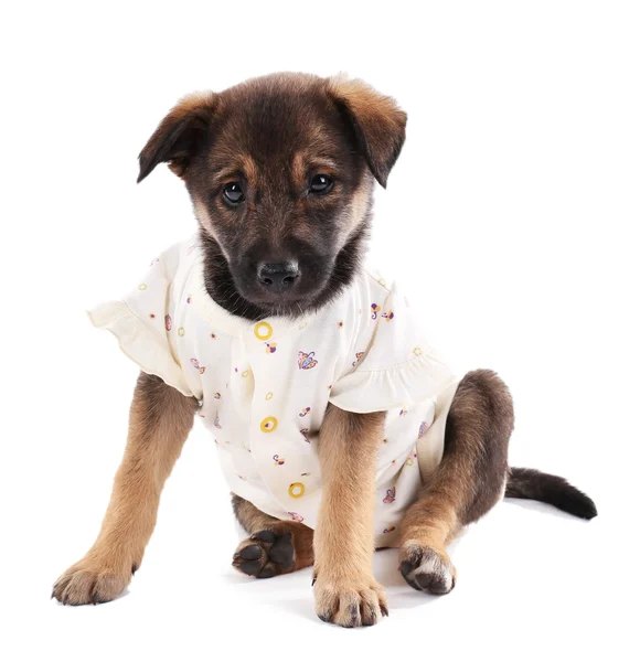 Cachorro vestido con ropa para niños aislados en blanco —  Fotos de Stock