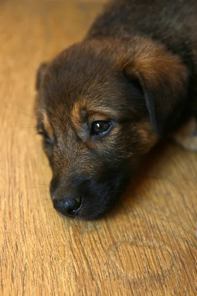 Brauner Welpe auf dem Fußboden — Stockfoto