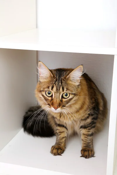 Hermoso gato en el estante — Foto de Stock