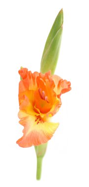 mooie gladiolen bloem, geïsoleerd op wit