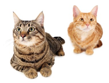 Beyazların üzerinde iki kedi