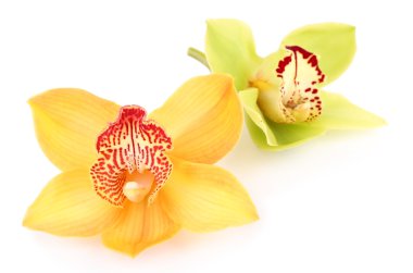 beyaz izole sarı tropikal orkide çiçek
