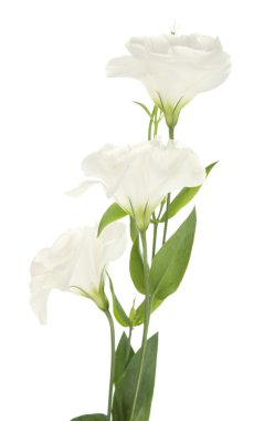 güzel eustoma çiçek