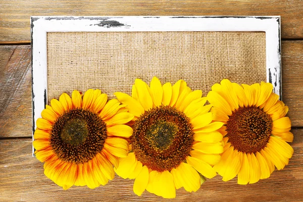 Beautiful sunflowers on frame — Stock Photo, Image