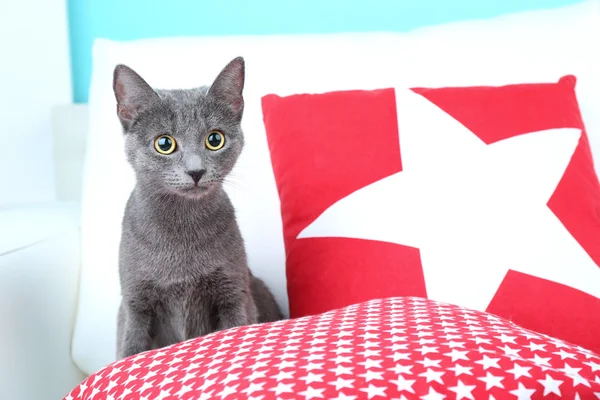 Gato cinzento no sofá — Fotografia de Stock