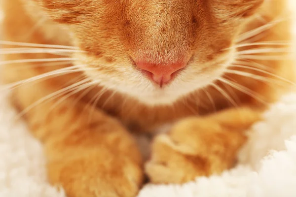 Red cat closeup — Stock Photo, Image