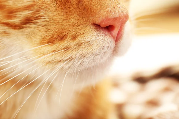 Red cat closeup — Stock Photo, Image