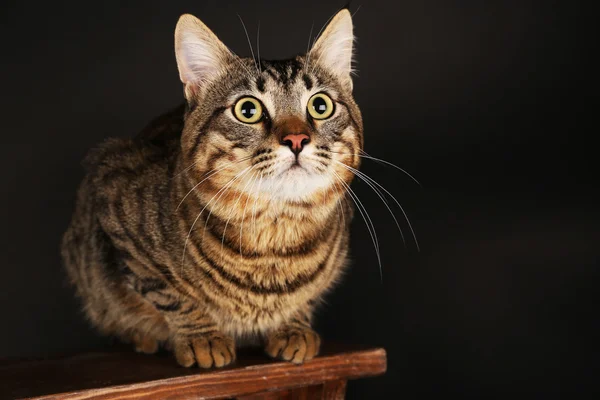 Šedá kočka na dřevěné stolici na tmavém pozadí — Stock fotografie
