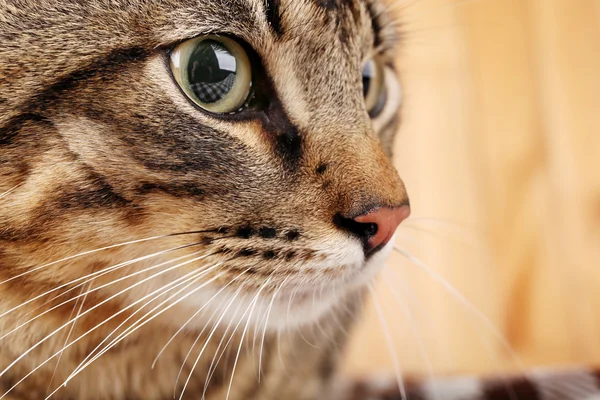 Grå katt munkorg närbild — Stockfoto