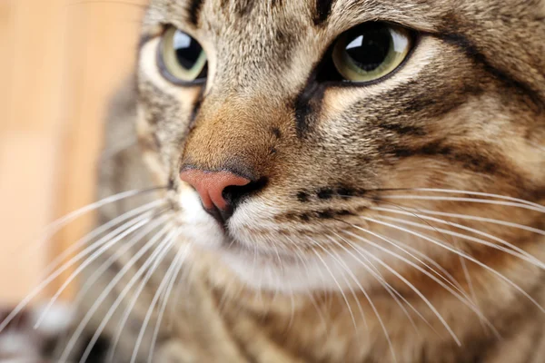 Grey cat's muzzle closeup — Stock Photo, Image