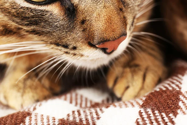 Gato cinzento focinho closeup — Fotografia de Stock