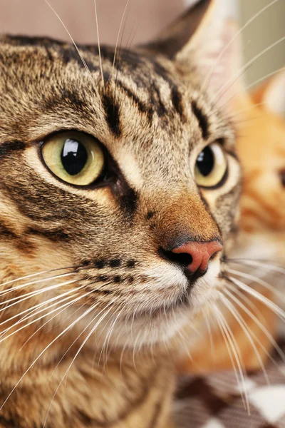 Κόκκινο και γκρι γάτες closeup — Φωτογραφία Αρχείου