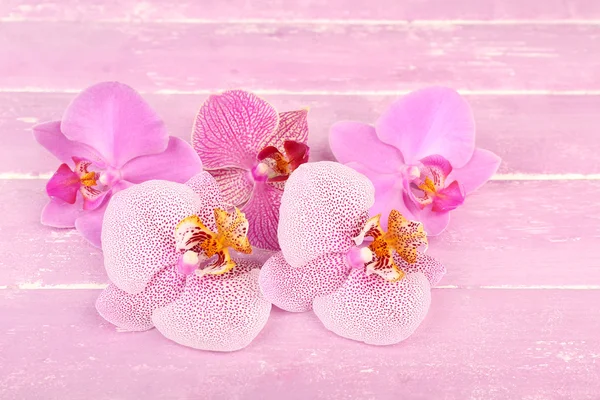 Fleurs d'orchidée tropicale rose sur fond en bois de couleur — Photo