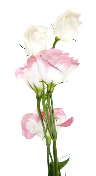 Krásný eustoma květiny — Stock fotografie