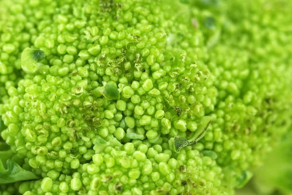 Broccoli close-up — Stock Photo, Image