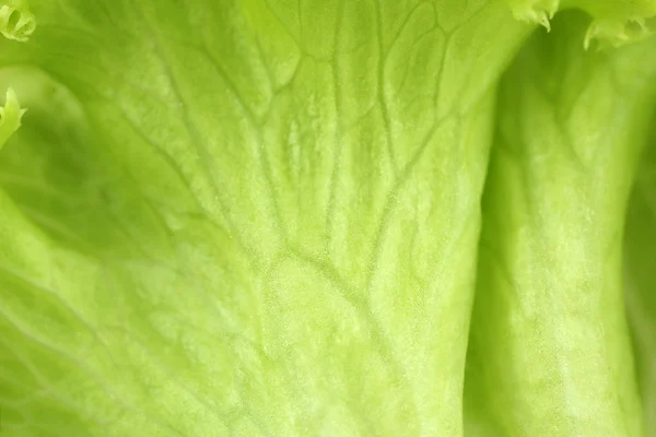 Salada close-up — Fotografia de Stock