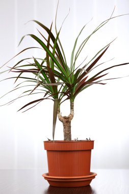 Güzel çiçek saksı, yakın çekim