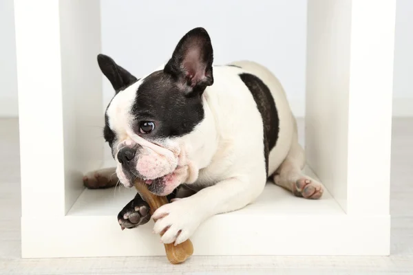 Fransk bulldog med knogle - Stock-foto