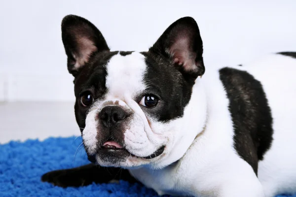 Söt fransk bulldog på mattan i rummet — Stockfoto