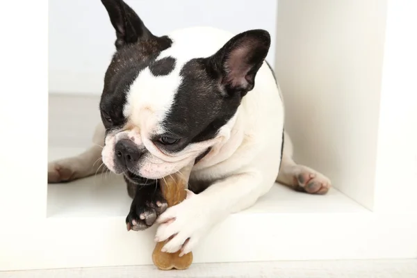 French bulldog with bone — Stock Photo, Image