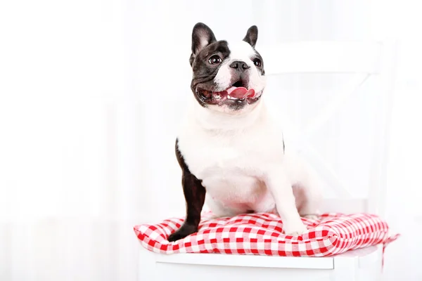French bulldog sitting on chair on light background — Stock Photo, Image