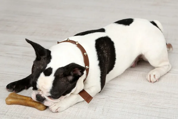 French bulldog with bone — Stock Photo, Image