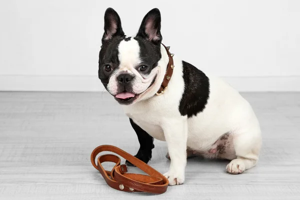 Cute French bulldog — Stock Photo, Image