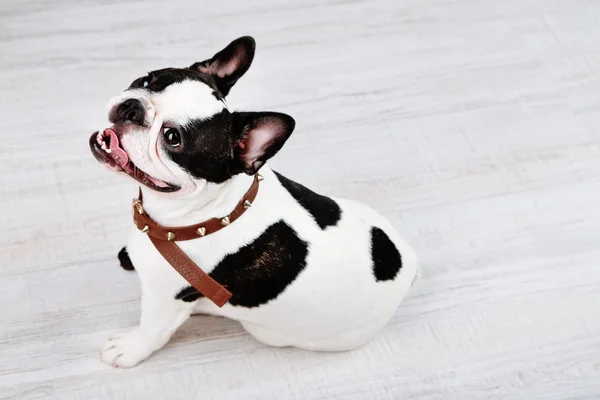 Cute French bulldog — Stock Photo, Image